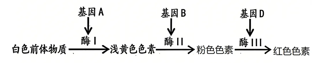 黑龙江省实验中学2026届下学期高三联合模拟考试生物试题(解析版) 第21张 黑龙江省实验中学2026届下学期高三联合模拟考试生物试题(解析版) 第21张