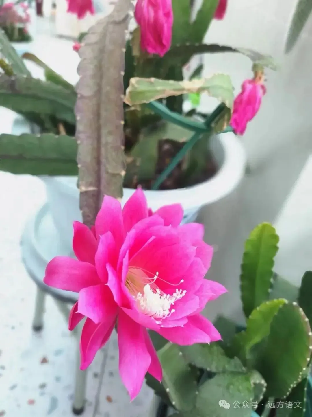 【一剪梅专栏·命题研究】命制一份优质中考语文模拟试卷的实践与思考(第3115-1期) 第5张