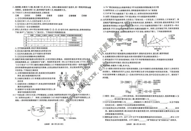 《高中试卷》辽宁省名校联盟2025-2026学年高一上学期12月联合考试生物试卷(含答案) 第4张