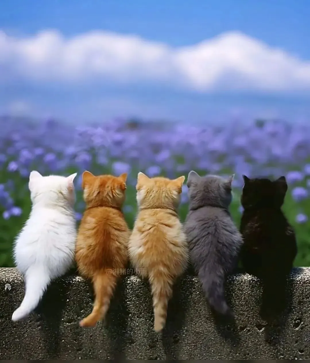 中考作文备考 | 温情陪伴类——铭记 感恩 成长 第2张