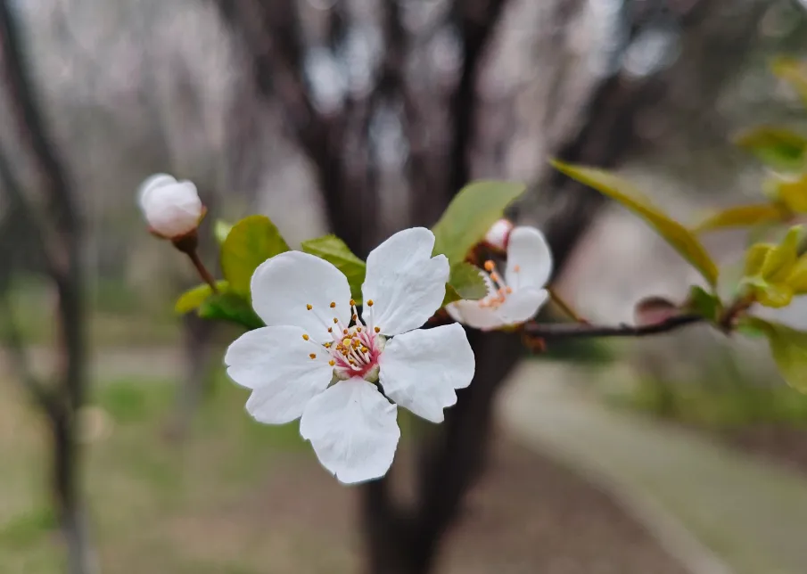 心之所向,全力以赴——王洛镇初级中学中考百日冲刺动员会上的发言稿 第2张