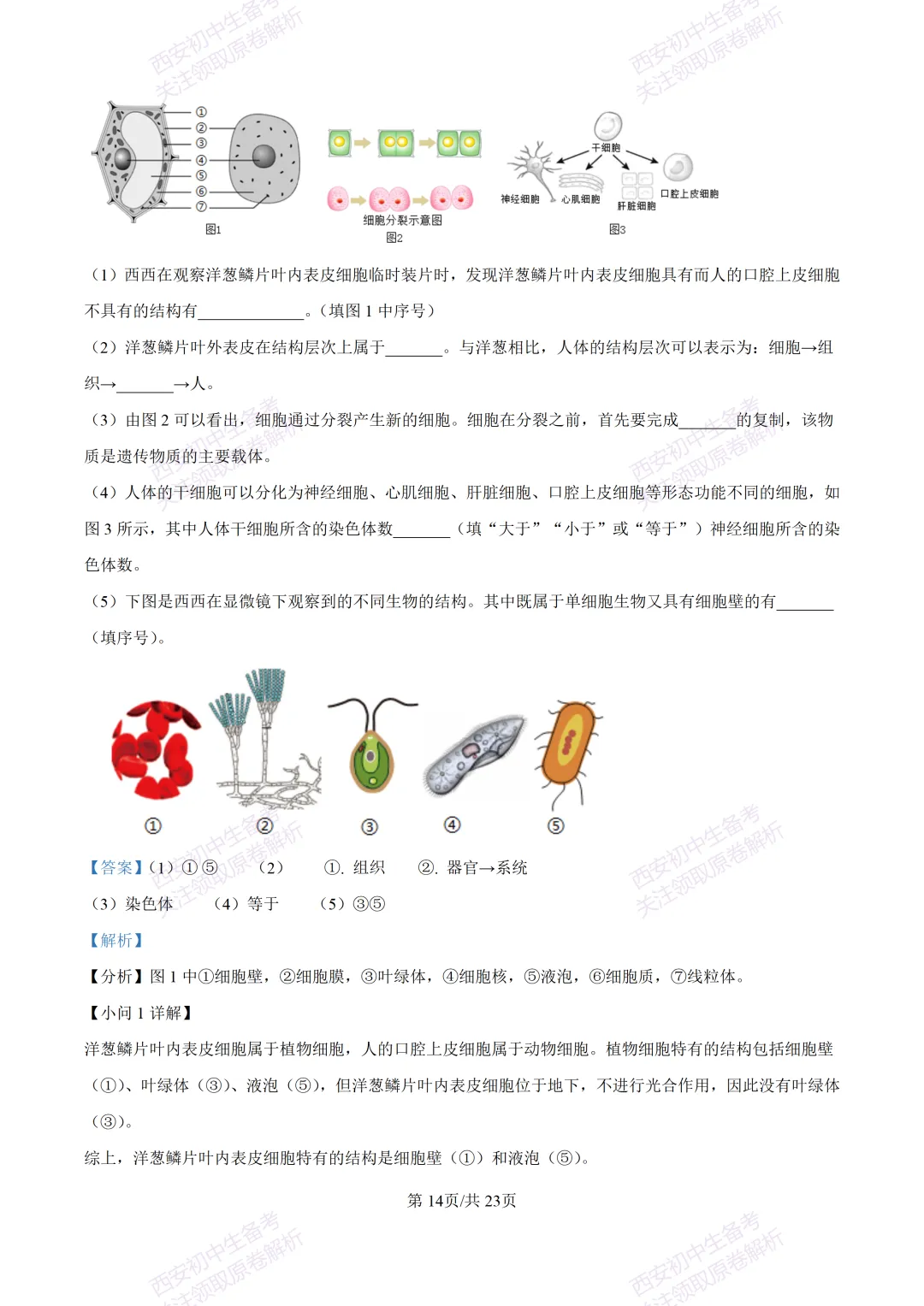 生物复习真题!西安2025中考模拟【高新一中】八年级五模考试,生物试题,试卷+完整版答案,免费下载! 第32张