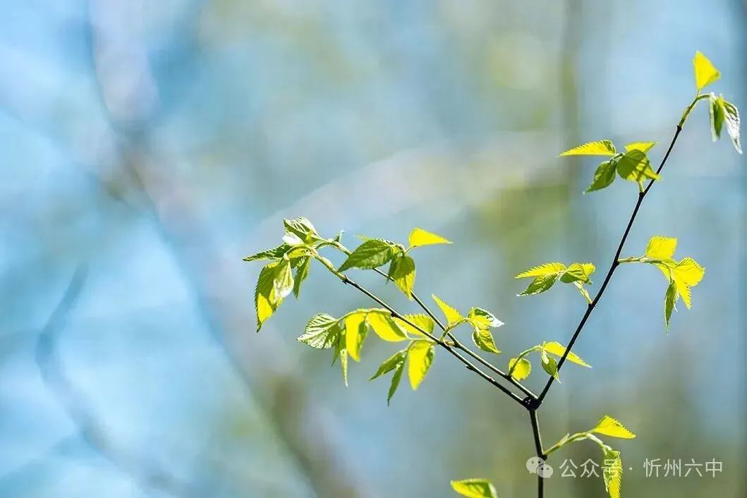 忻州六中隆重举行2026年中考百日誓师大会 第3张 忻州六中隆重举行2026年中考百日誓师大会 第3张