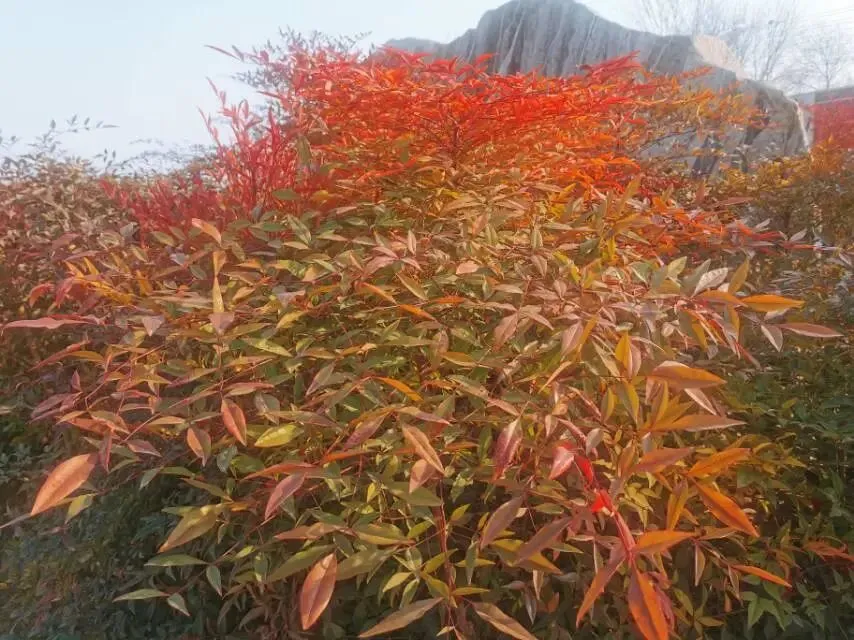 中考体育考试报名中 第1张