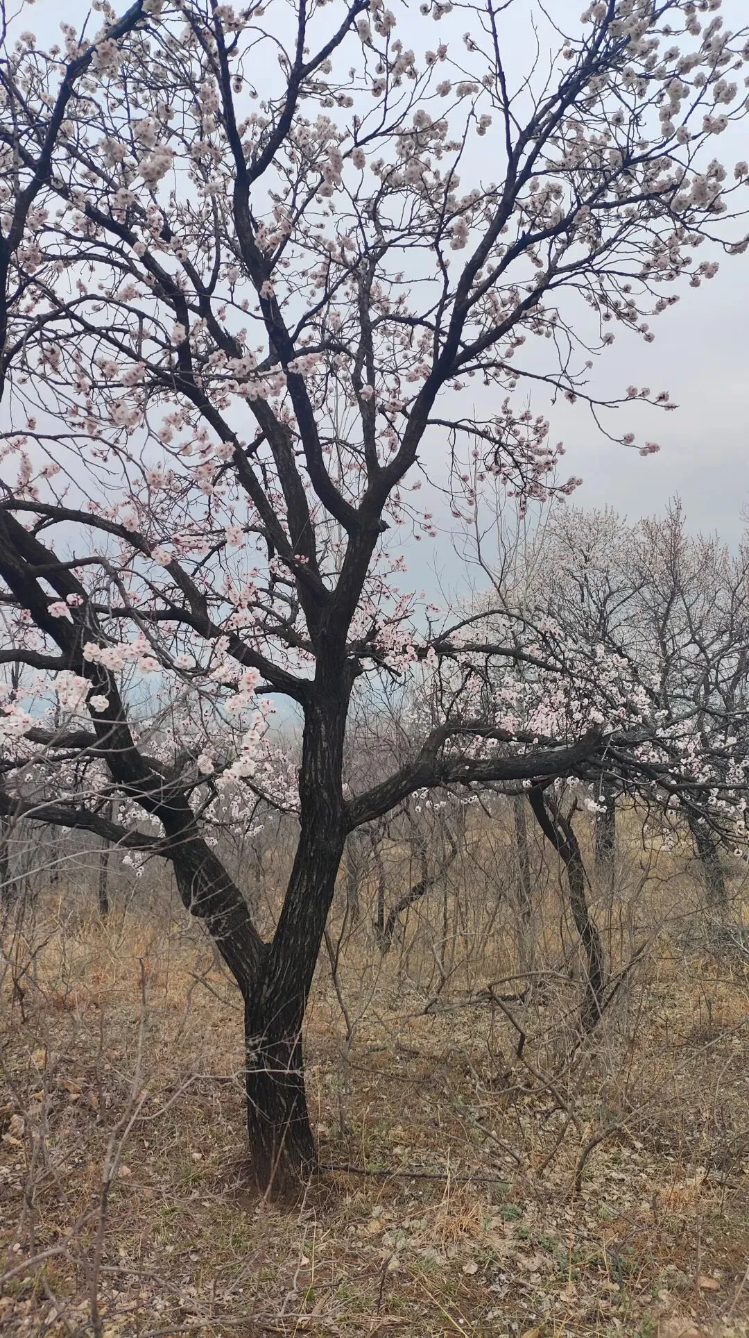 25-26金太阳多省联考高三3月数学试卷 第16张 25-26金太阳多省联考高三3月数学试卷 第16张