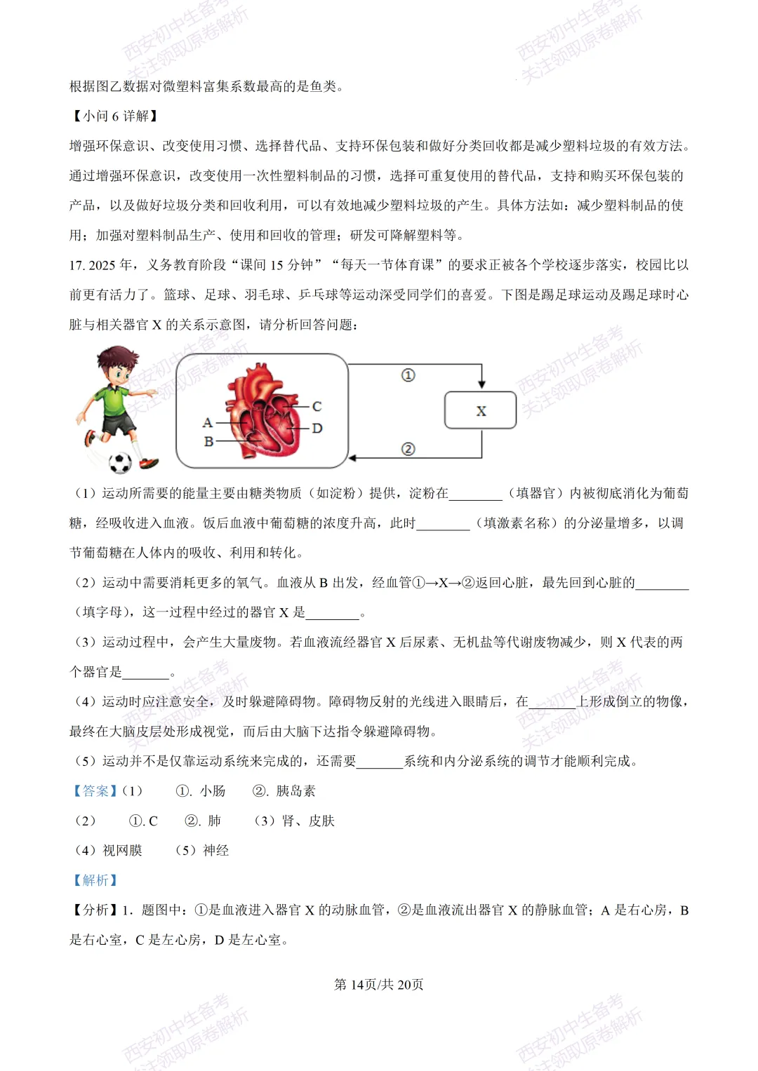 生物复习真题!西安2025中考模拟【莲湖区】八年级三模考试,生物试题,试卷+完整版答案,免费下载! 第30张