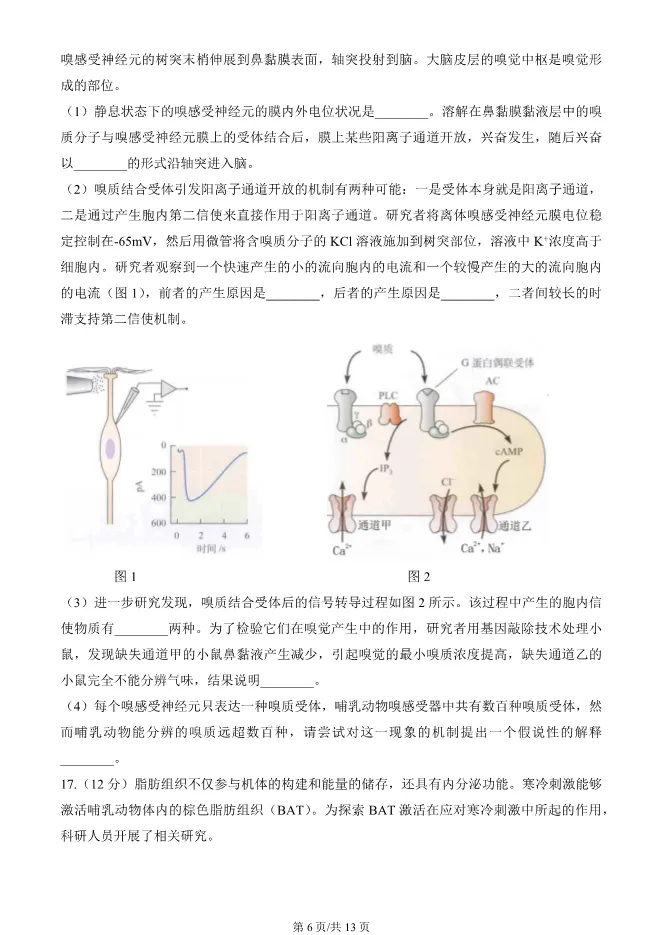 2024北京朝阳高二上册期末生物试卷(有答案)【可下载】 第6张
