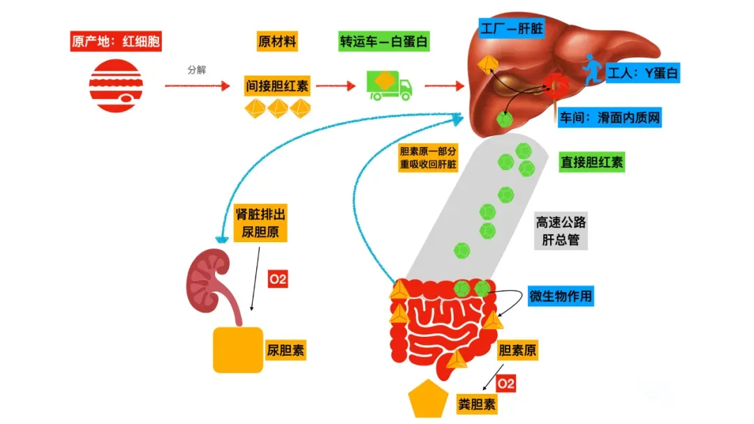 真题考点|每年必考点三种类型的黄疸图解(溶血性黄疸、肝细胞性黄疸、阻塞性黄疸) 第1张