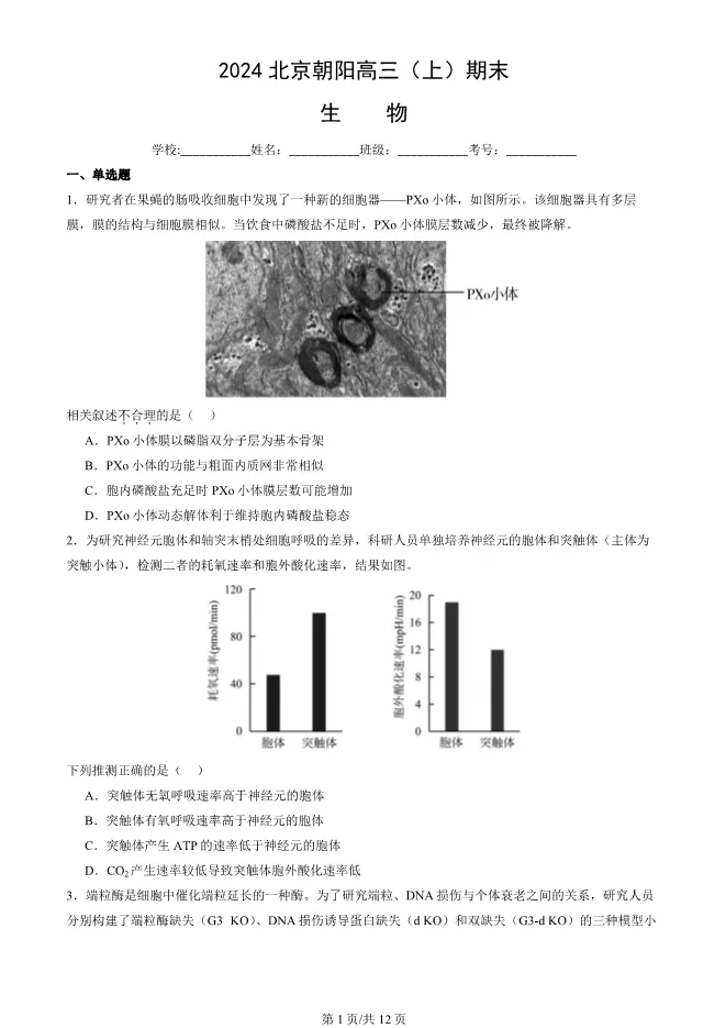 2024北京朝阳高三上册期末生物试卷(有答案)【可下载】 第1张