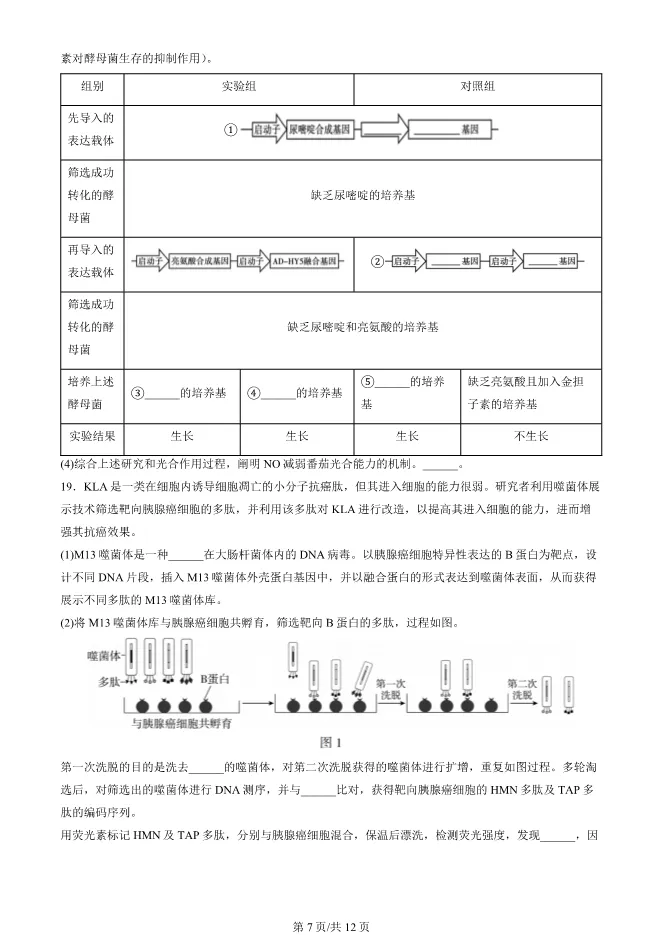 2024北京朝阳高三上册期末生物试卷(有答案)【可下载】 第7张