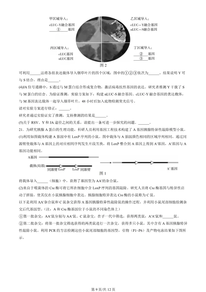 2024北京朝阳高三上册期末生物试卷(有答案)【可下载】 第9张
