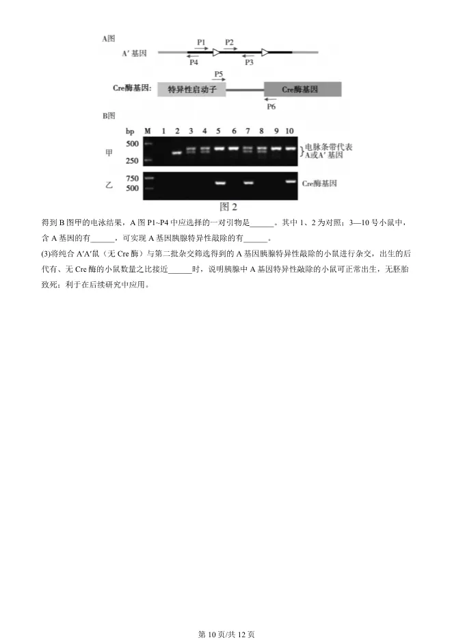 2024北京朝阳高三上册期末生物试卷(有答案)【可下载】 第10张