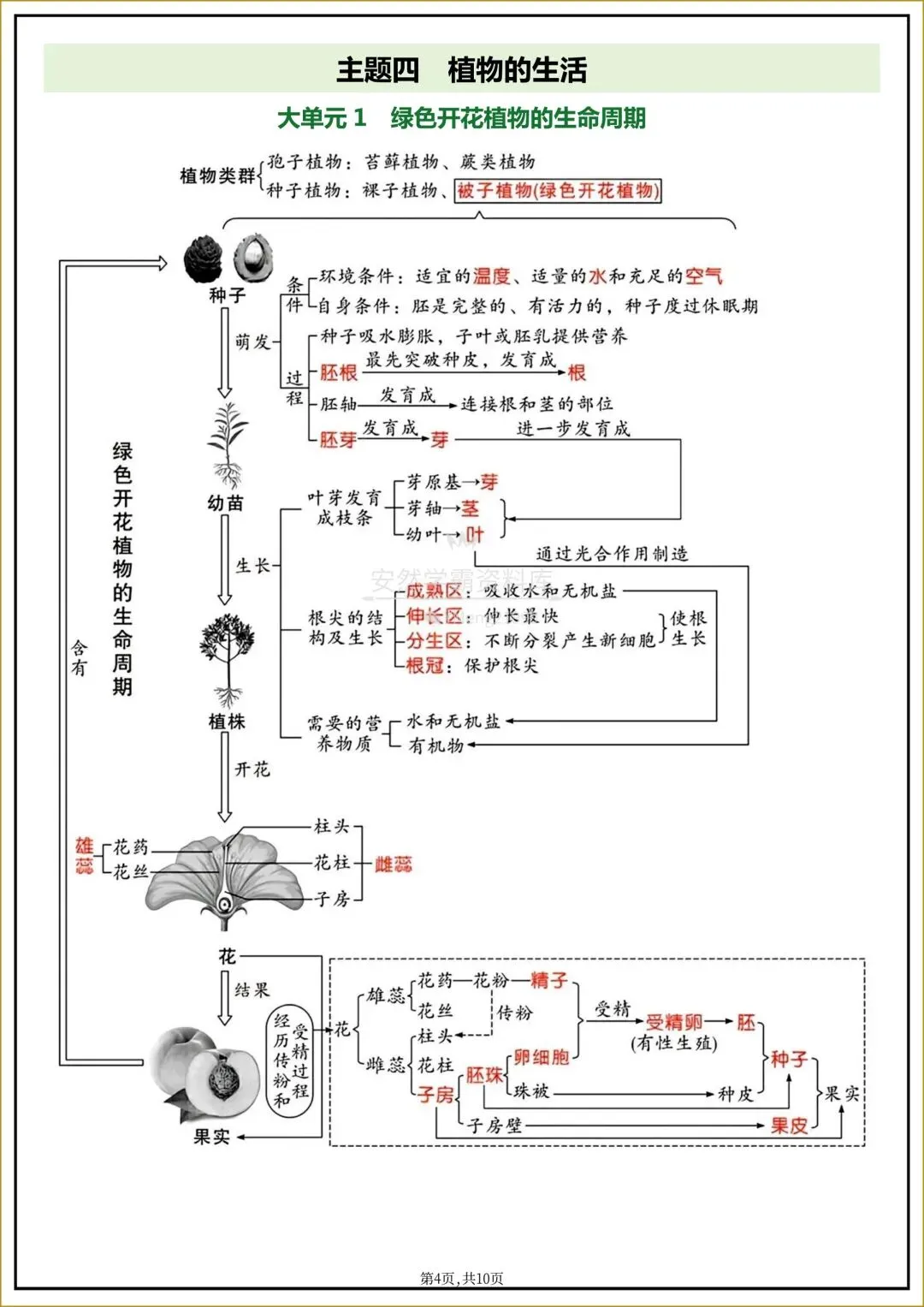 26年中考【26生物会考】全四册〈生物〉全册《核心知识点梳理+章节思维导图》,电子版可下载打印! 第14张 26年中考【26生物会考】全四册〈生物〉全册《核心知识点梳理+章节思维导图》,电子版可下载打印! 第14张