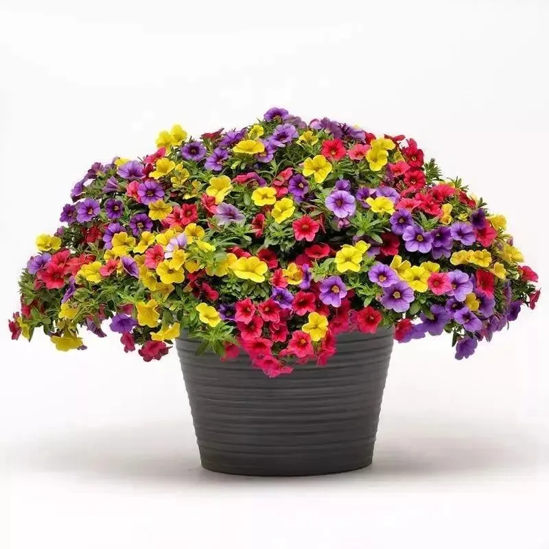 2026年云南省初中学业水平考试模拟试题(一)(语文、物理) 第3张