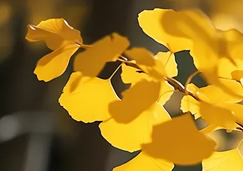 2026中考语文专题复习:押题字词、基础知识、词语解释01号 第1张