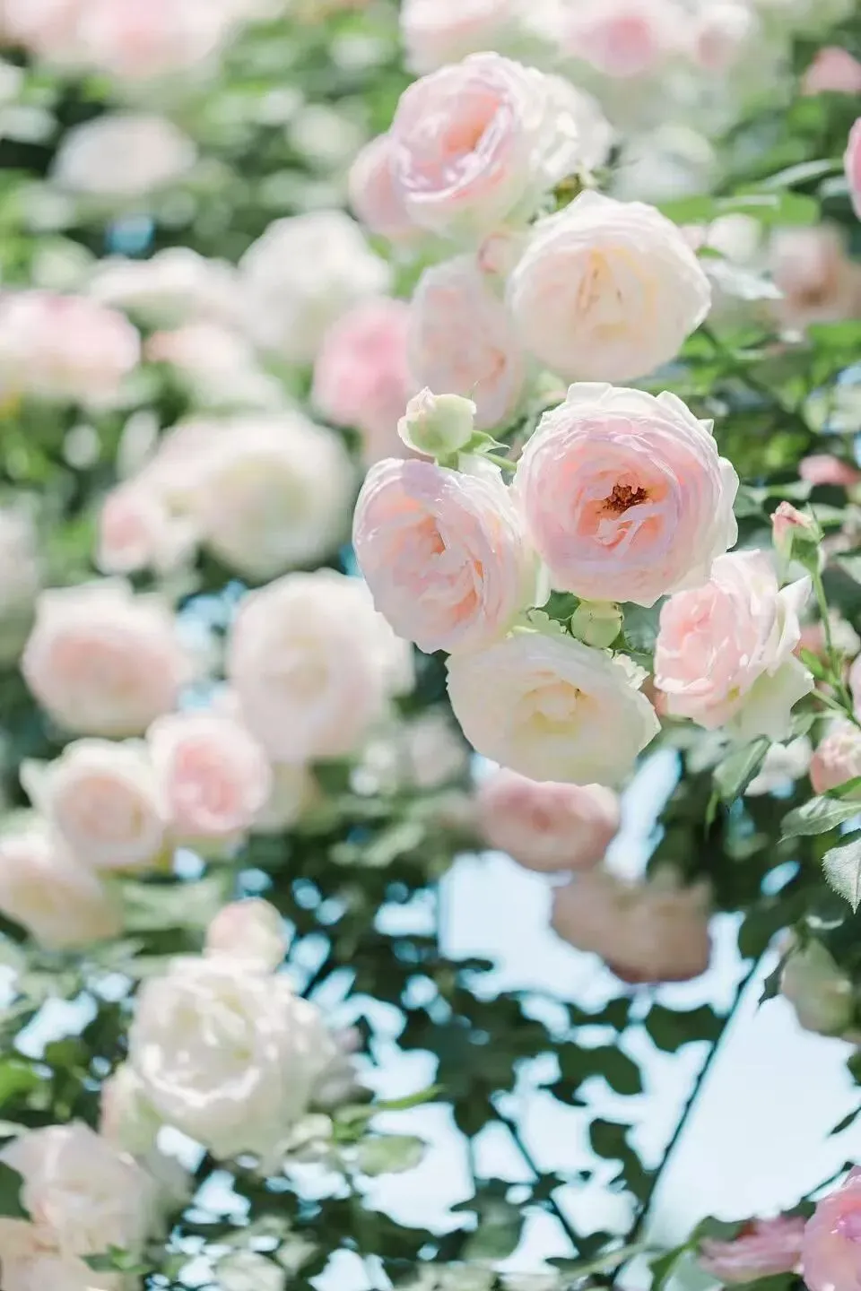 安徽第一卷·2026年安徽中考信息交流试卷(二)数学试题及答案 第11张