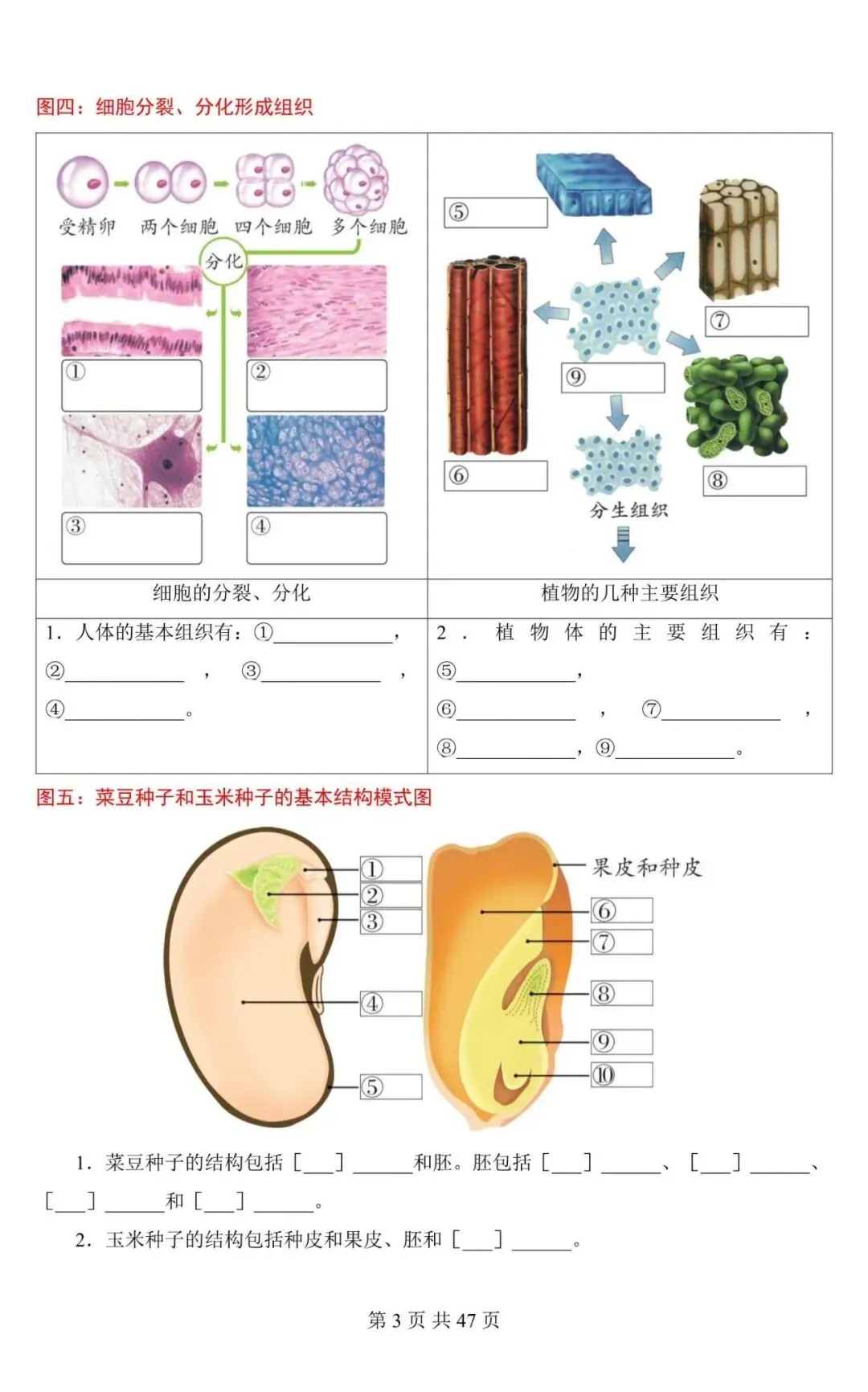 生物会考|2026中考生物会考必记课本彩色母图(填图练习),电子版可下载打印! 第3张