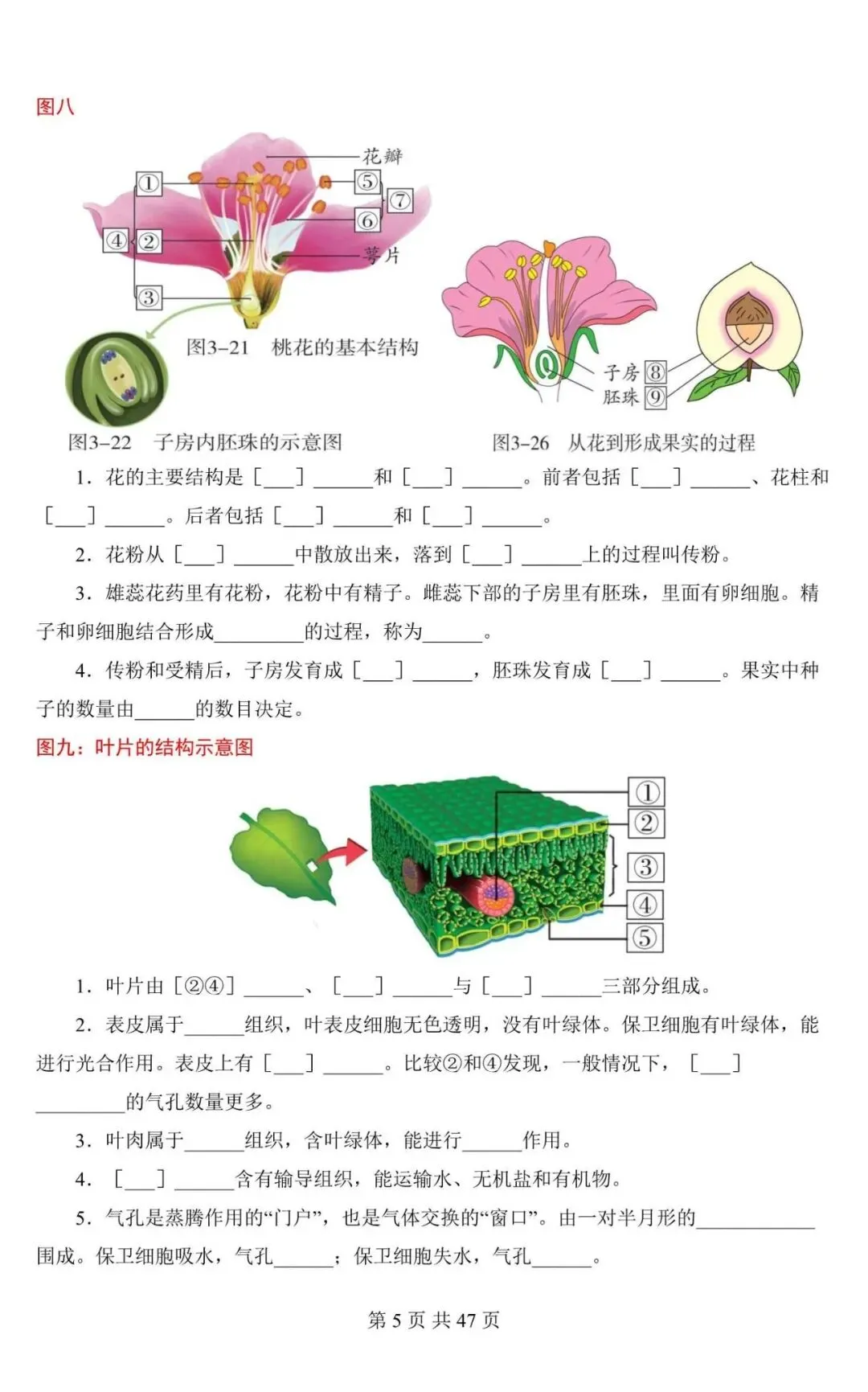 生物会考|2026中考生物会考必记课本彩色母图(填图练习),电子版可下载打印! 第5张