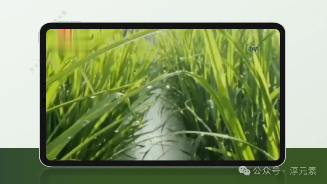 中考复习专题:稻香里的强国梦(溶液大单元复习) 第7张