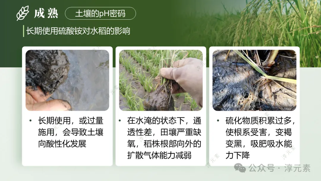 中考复习专题:稻香里的强国梦(溶液大单元复习) 第14张