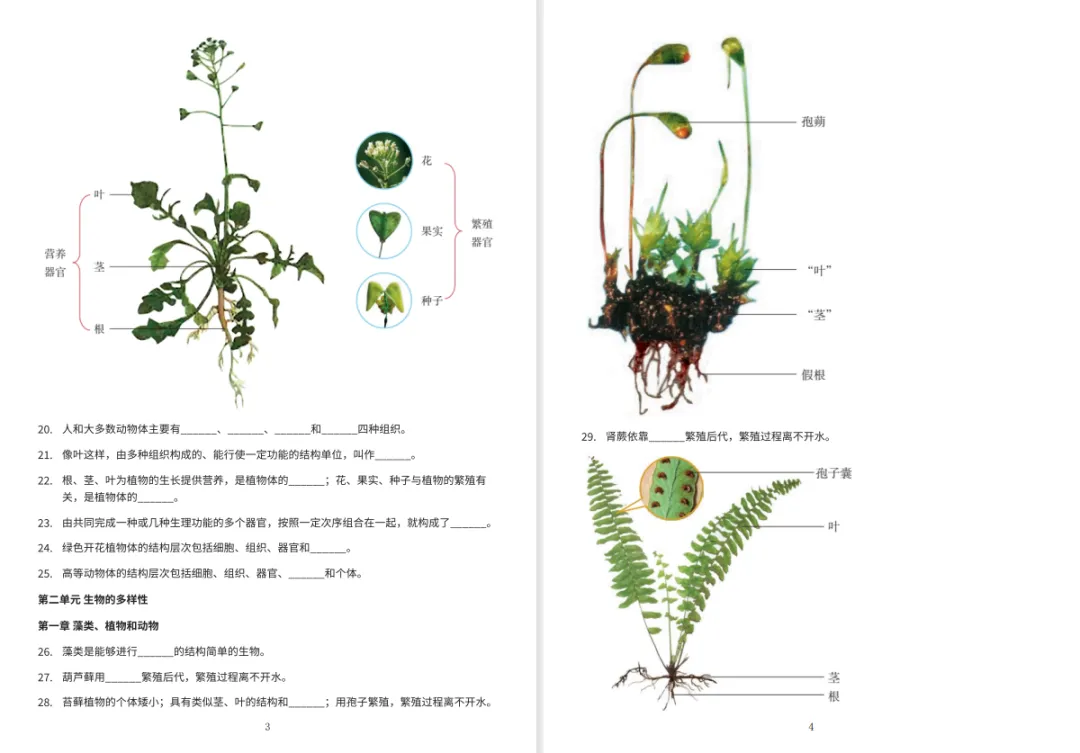 冲刺中考・回归教材・基础必刷||初中生物教材原文填空全册(冀少版新版全4册)可直接打印 第5张