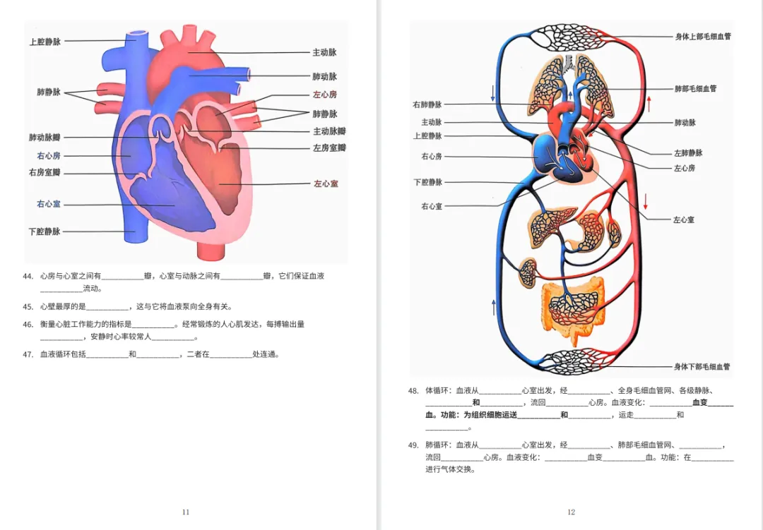 冲刺中考・回归教材・基础必刷||初中生物教材原文填空全册(冀少版新版全4册)可直接打印 第9张