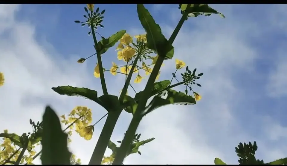 八下英语Unit 2 语法备课详案+中考情态动词拓展与语法专练 第1张