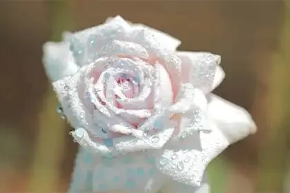 【中考备考】2026学年中考道德与法治模拟卷 第3张