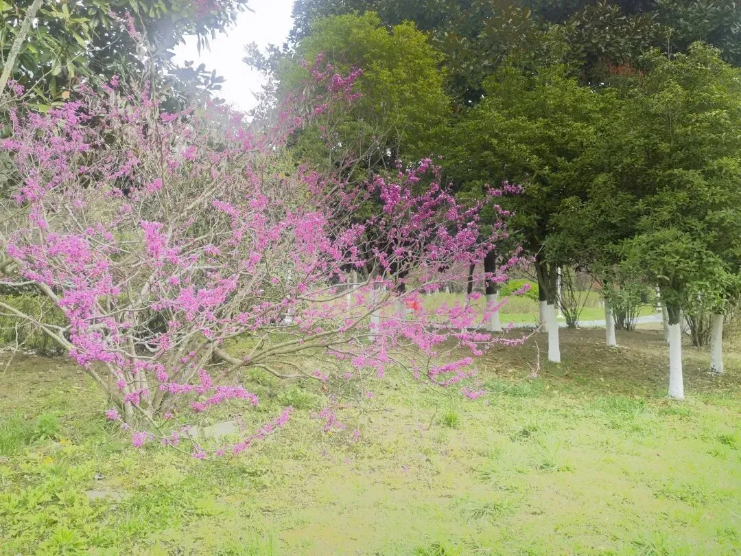 3月17日国考税务岗面试|用一道真题告诉你,如何把漫画题答出深度与高度 第1张