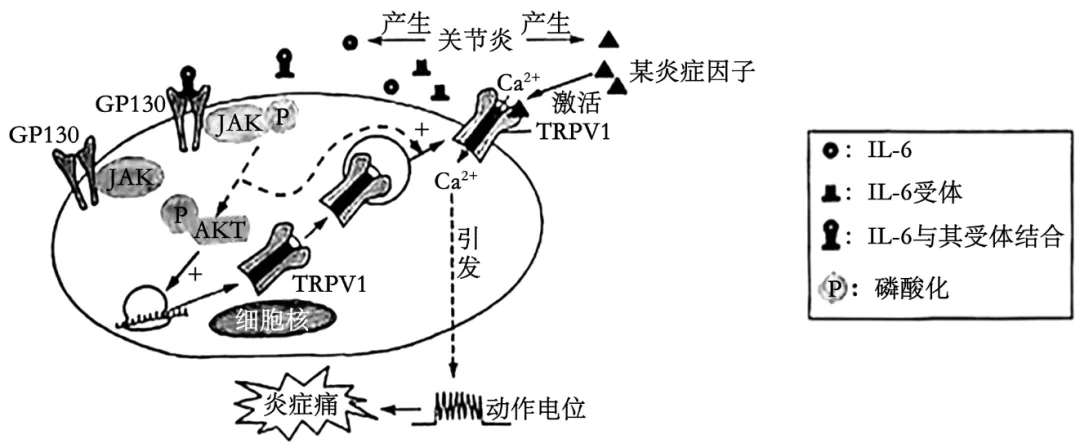 2026届上海市长宁区高三一模生物试卷 第3张