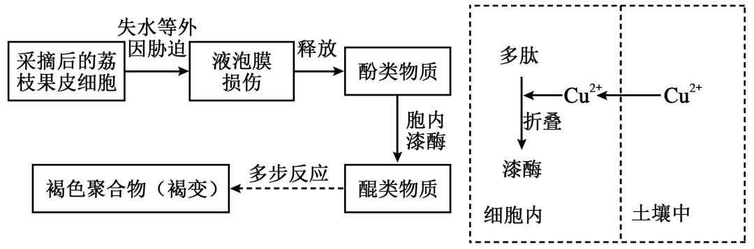 2026届上海市长宁区高三一模生物试卷 第6张