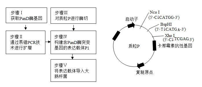 2026届上海市长宁区高三一模生物试卷 第8张