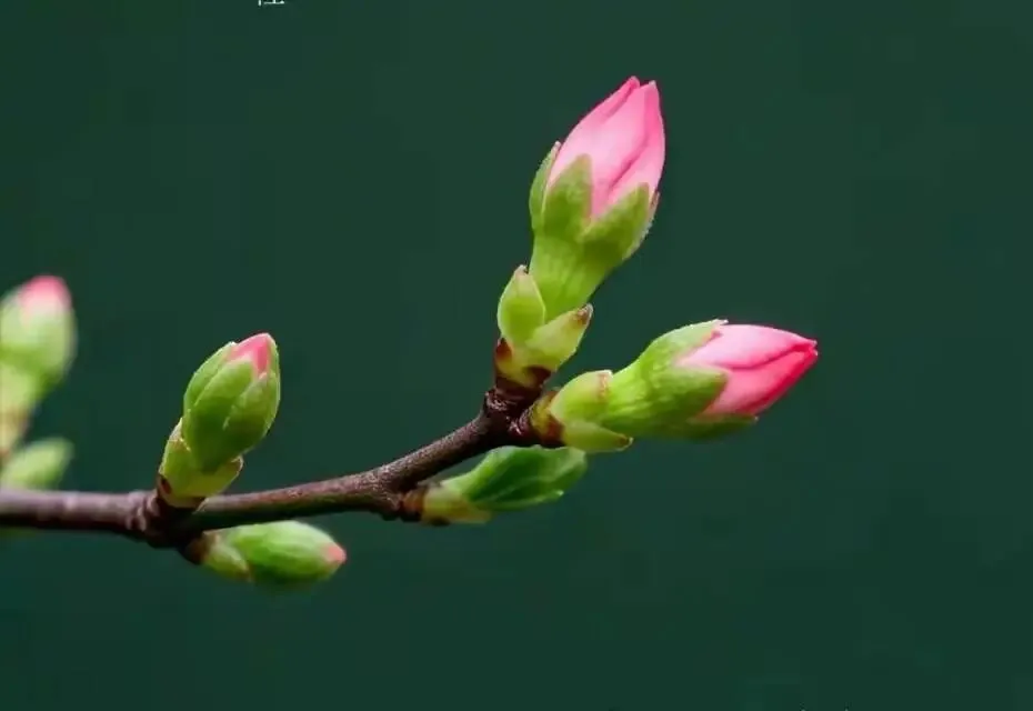 中考作文每日一读260319 第7张