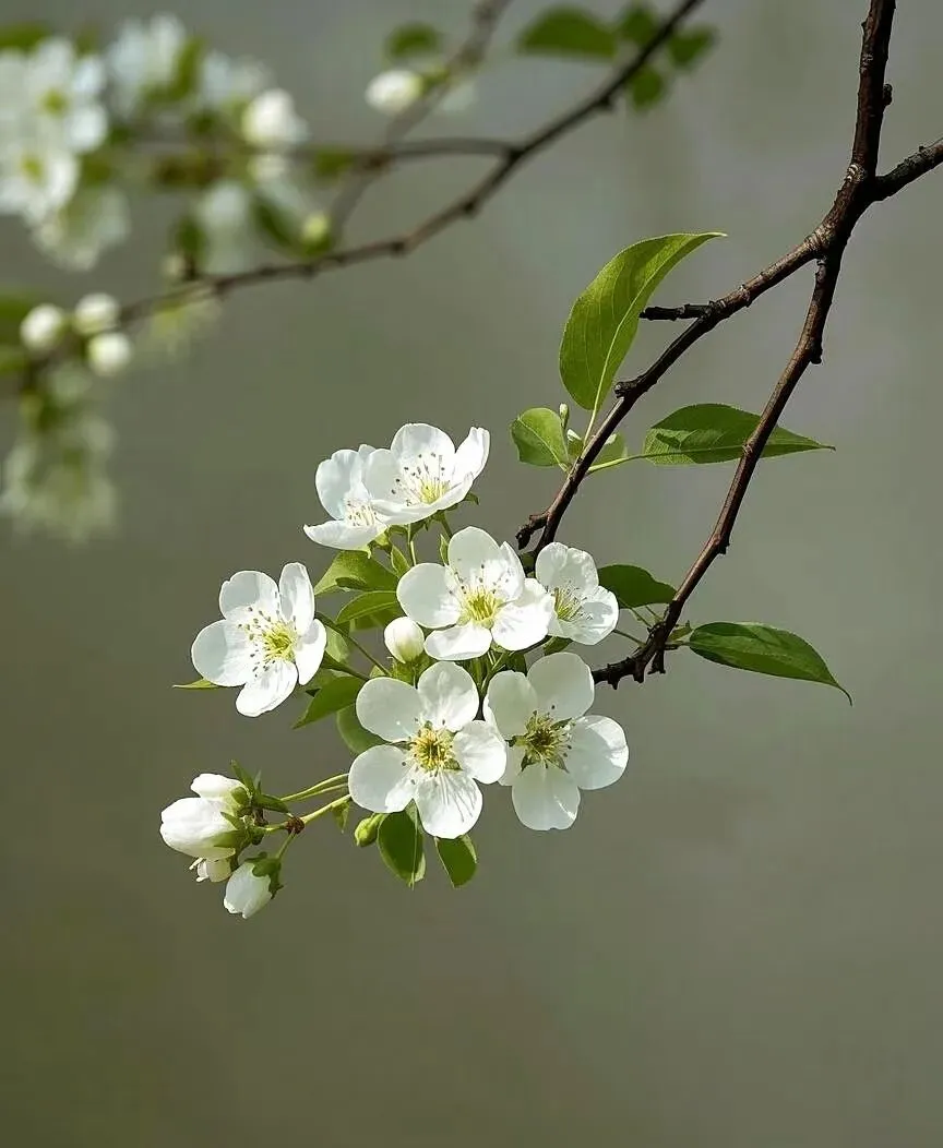 中考亲情成长素材:珍藏在心底的散文诗(附详细一材多用) 第1张