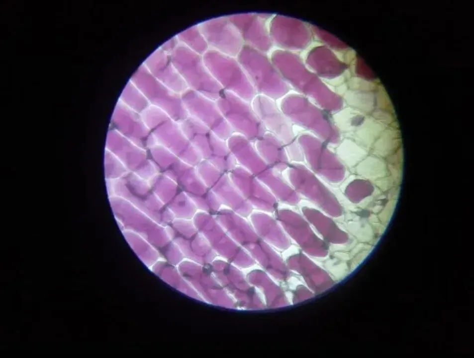 浅谈丨中考改革下生物地理科目调整的意义与启示 第2张