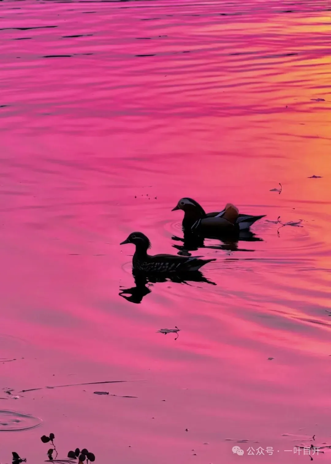 中考选区,才应该是小升初时最主要关注点 第2张