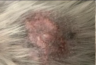 执业兽医历年真题上岸必刷【临床科目14】 第2张