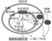 哈三中2026年高三学年第一次模拟考试生物学试题和答案(附word下载) ⊙ 第11张