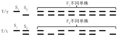 2025年高考真题分类汇编(部分)——专题四 遗传学 第6张