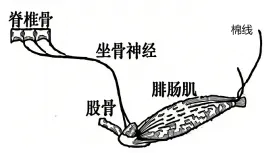 黑龙江省实验中学2026届高三学年联合模拟考试生物学学科试题和解析(附word下载) ⊙ 第8张