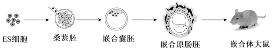 黑龙江省实验中学2026届高三学年联合模拟考试生物学学科试题和解析(附word下载) ⊙ 第16张