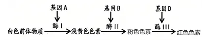 黑龙江省实验中学2026届高三学年联合模拟考试生物学学科试题和解析(附word下载) ⊙ 第21张