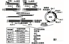 黑龙江省实验中学2026届高三学年联合模拟考试生物学学科试题和解析(附word下载) ⊙ 第22张
