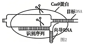 黑龙江省实验中学2026届高三学年联合模拟考试生物学学科试题和解析(附word下载) ⊙ 第23张