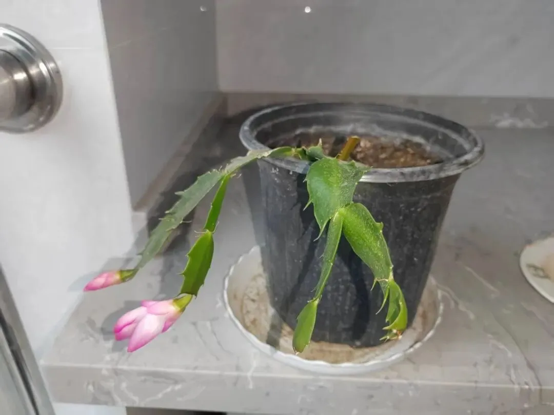 中考语文复习:语段阅读 第1张