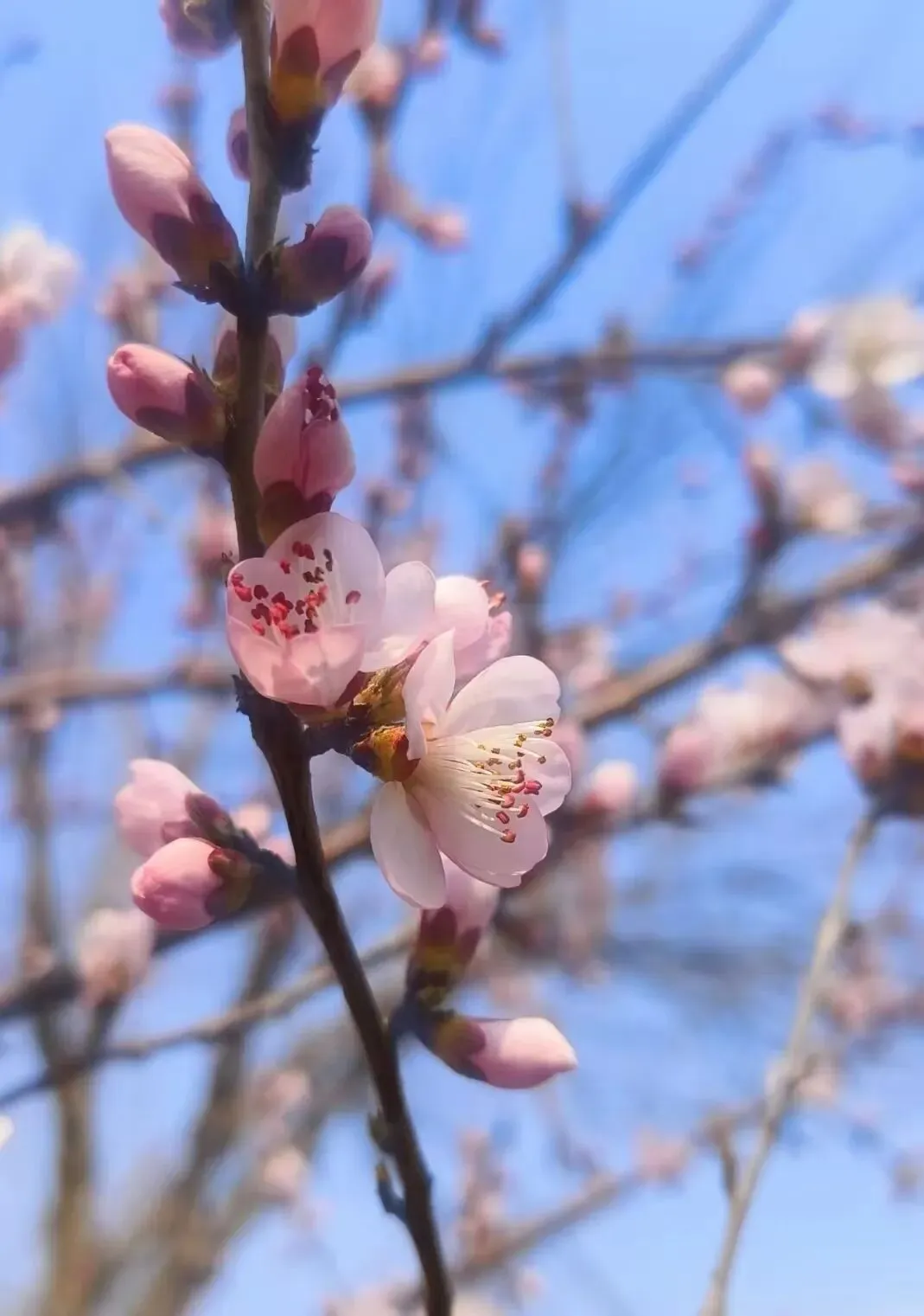 【老师寄语】在中考百日冲刺誓师大会上的讲话 第5张