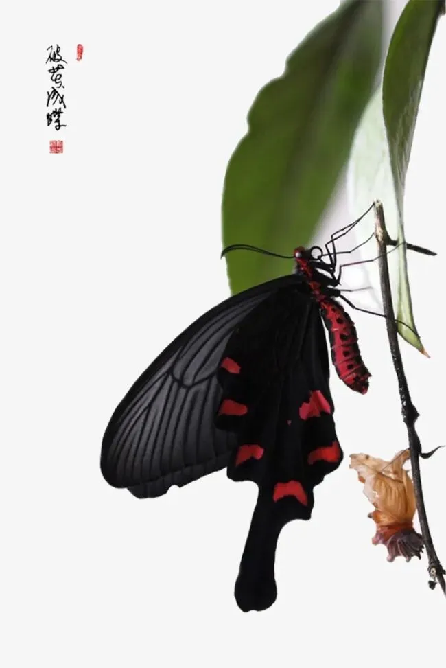 【作文家园】中考考场满分作文:破茧成蝶 第6张