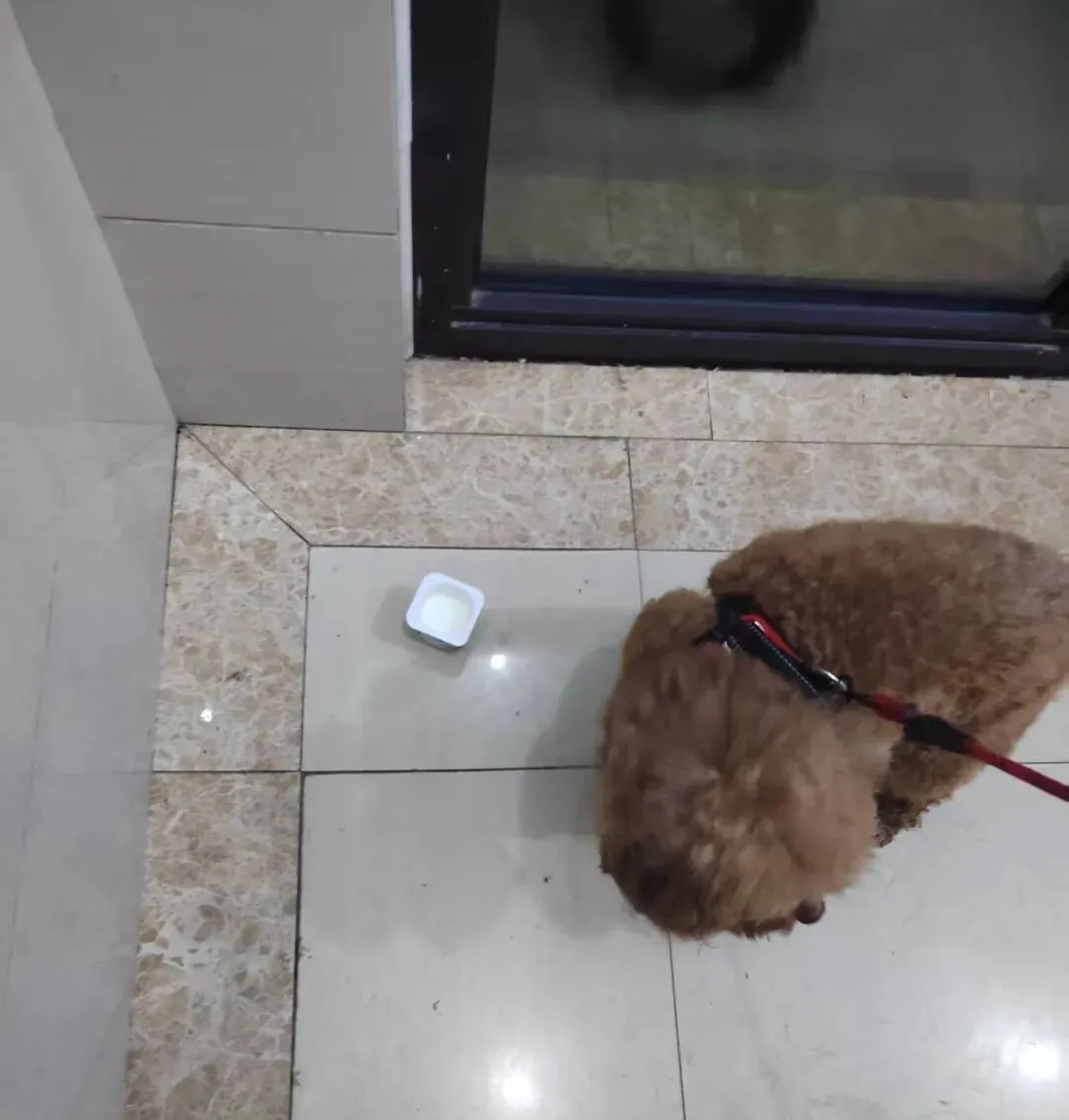 女儿中考倒计时91天—春天花会开,鸟儿自由自在 第2张