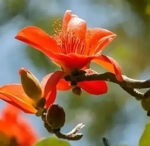 中考作文预测:记忆深处情最真 第1张