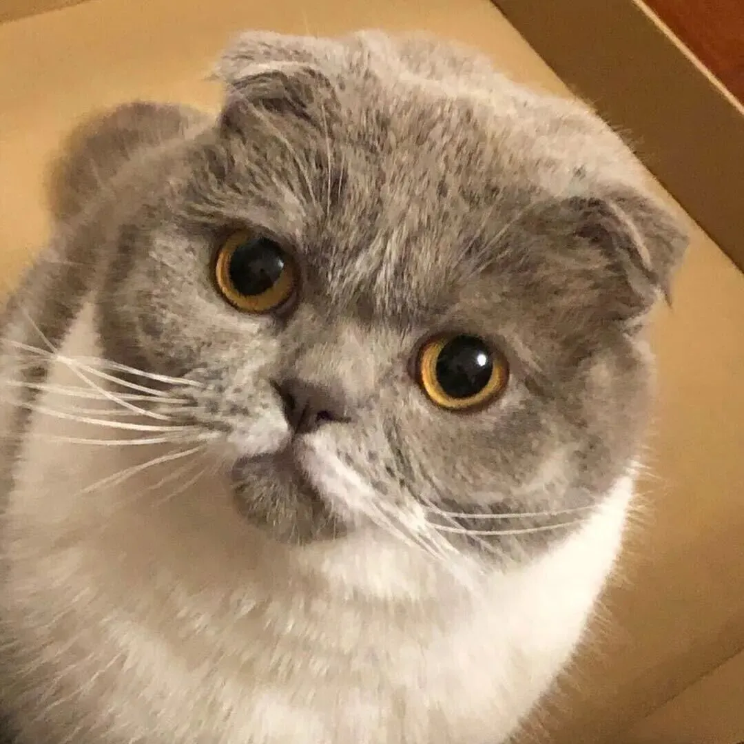 小升初核心考点+模拟试卷,免费下载Word/PDF,帮助孩子系统构建知识体系,提前适应初中节奏,网盘免费下载 第1张